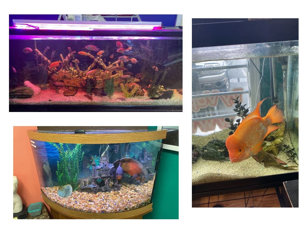 safer vaporz mascot.jpg