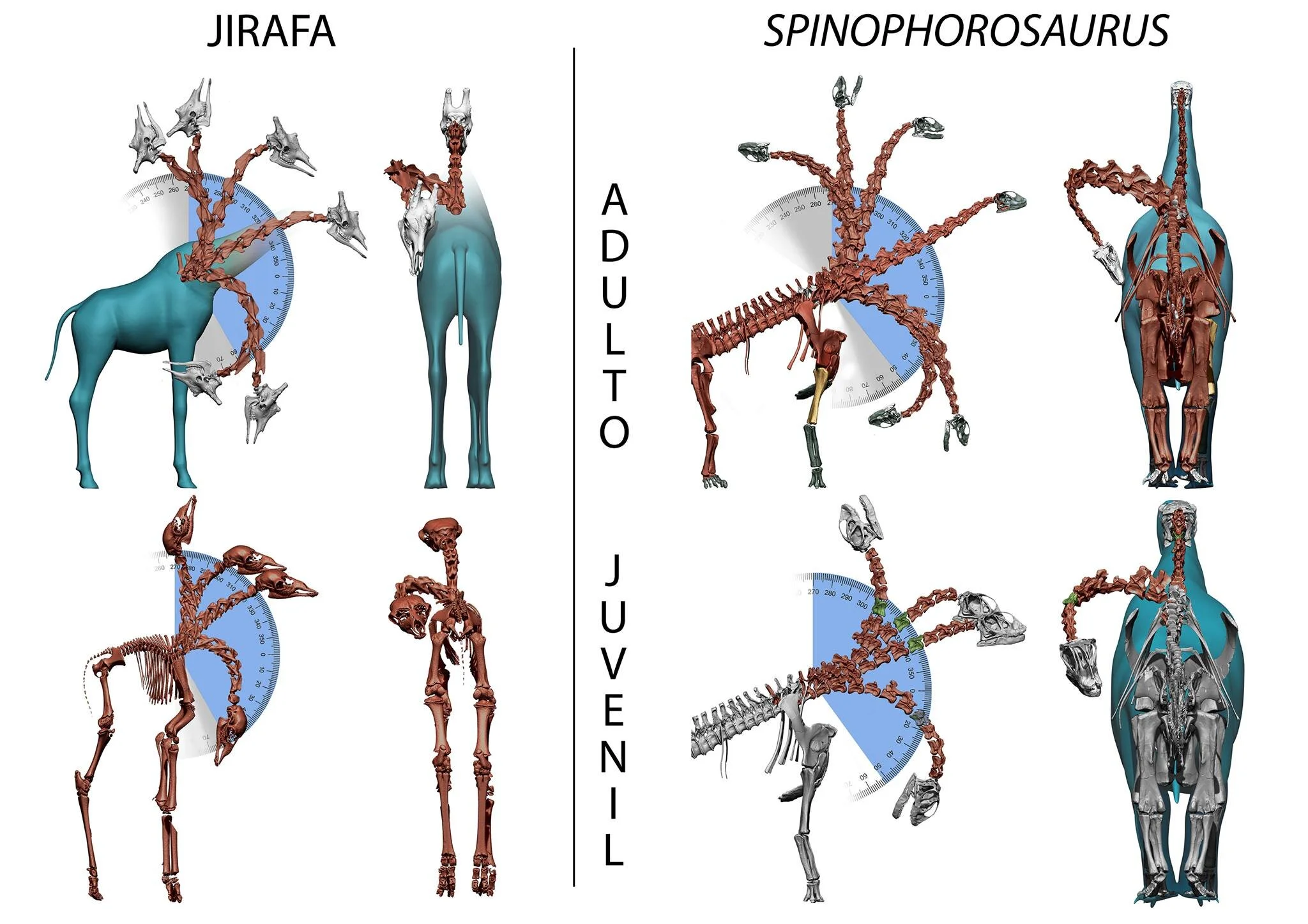 Ontogenetic Similarities Betweem Giraffe and Sauropod Neck Mobility