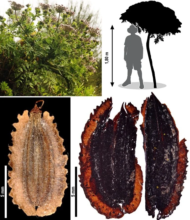 The oldest fossil of a carrot was discovered on the island of Madeira
