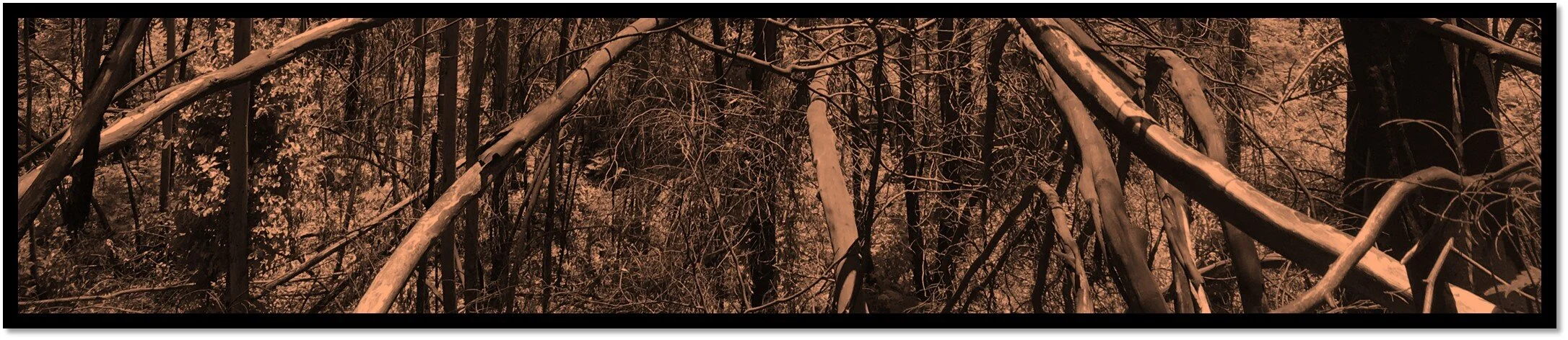 Any link between climate change and the unusual Summer in Europe?