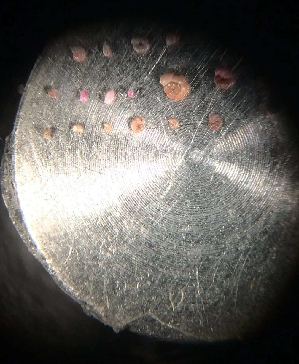 preparing micro fossil to the SEM.JPG