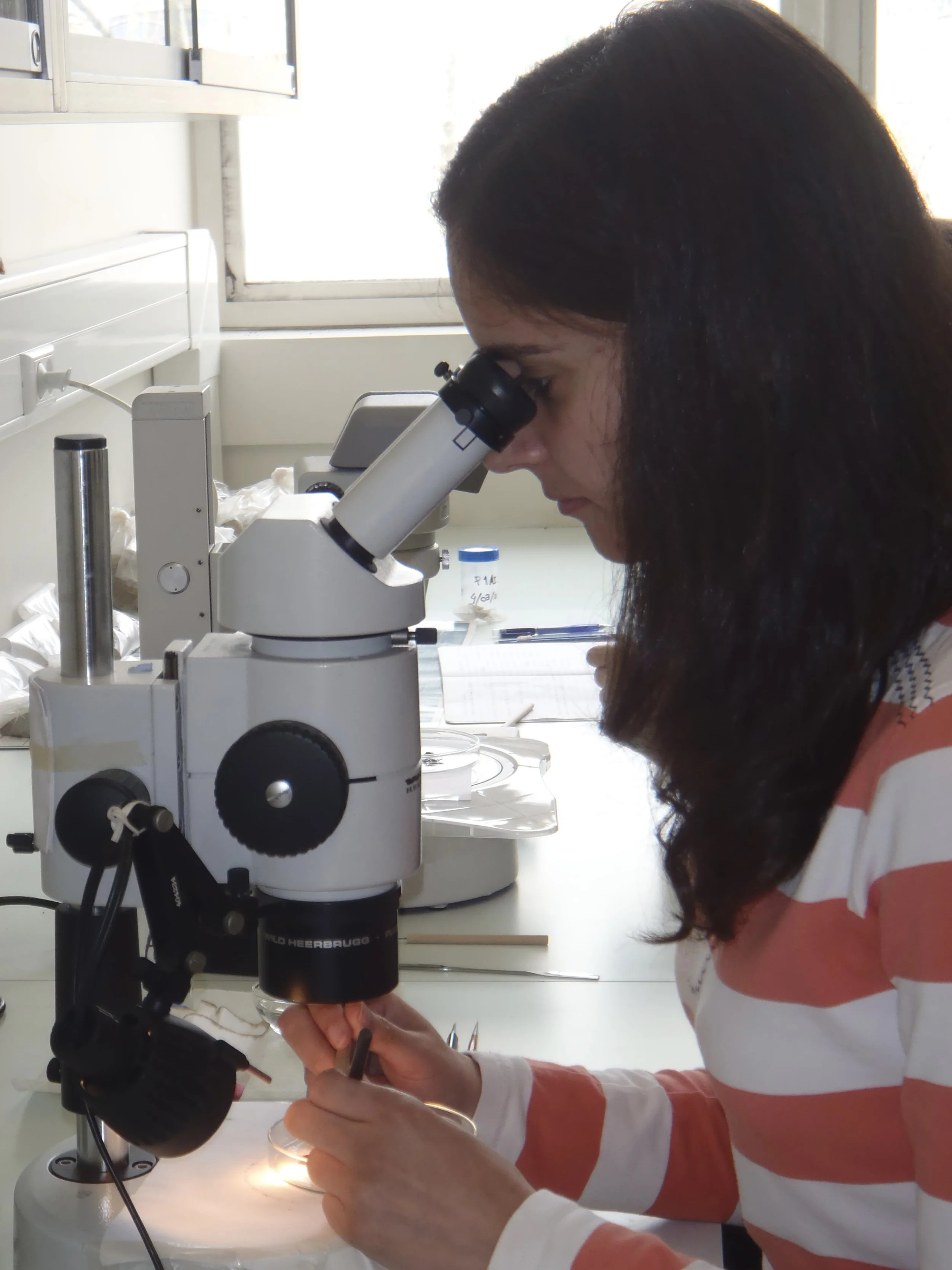student picking ostracoda and foraminifera 2.JPG