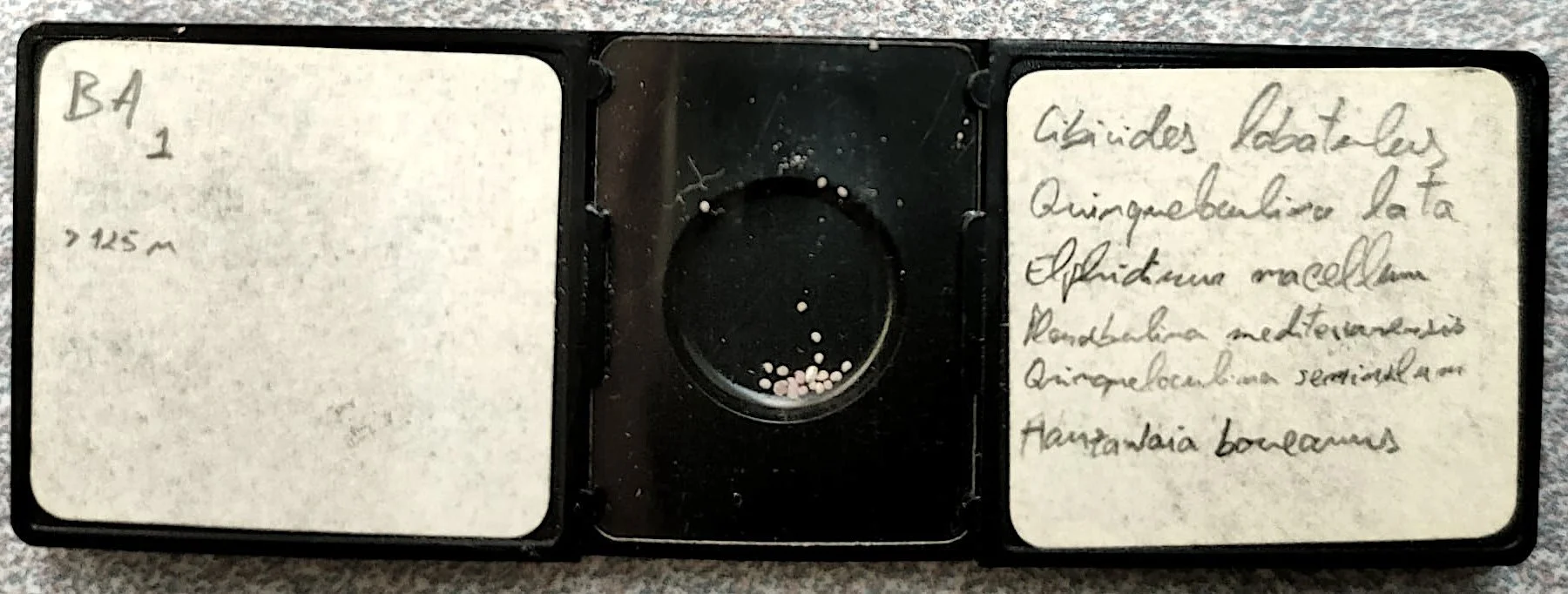 Benthic Foraminifera_Portuguese continental shelf.JPEG