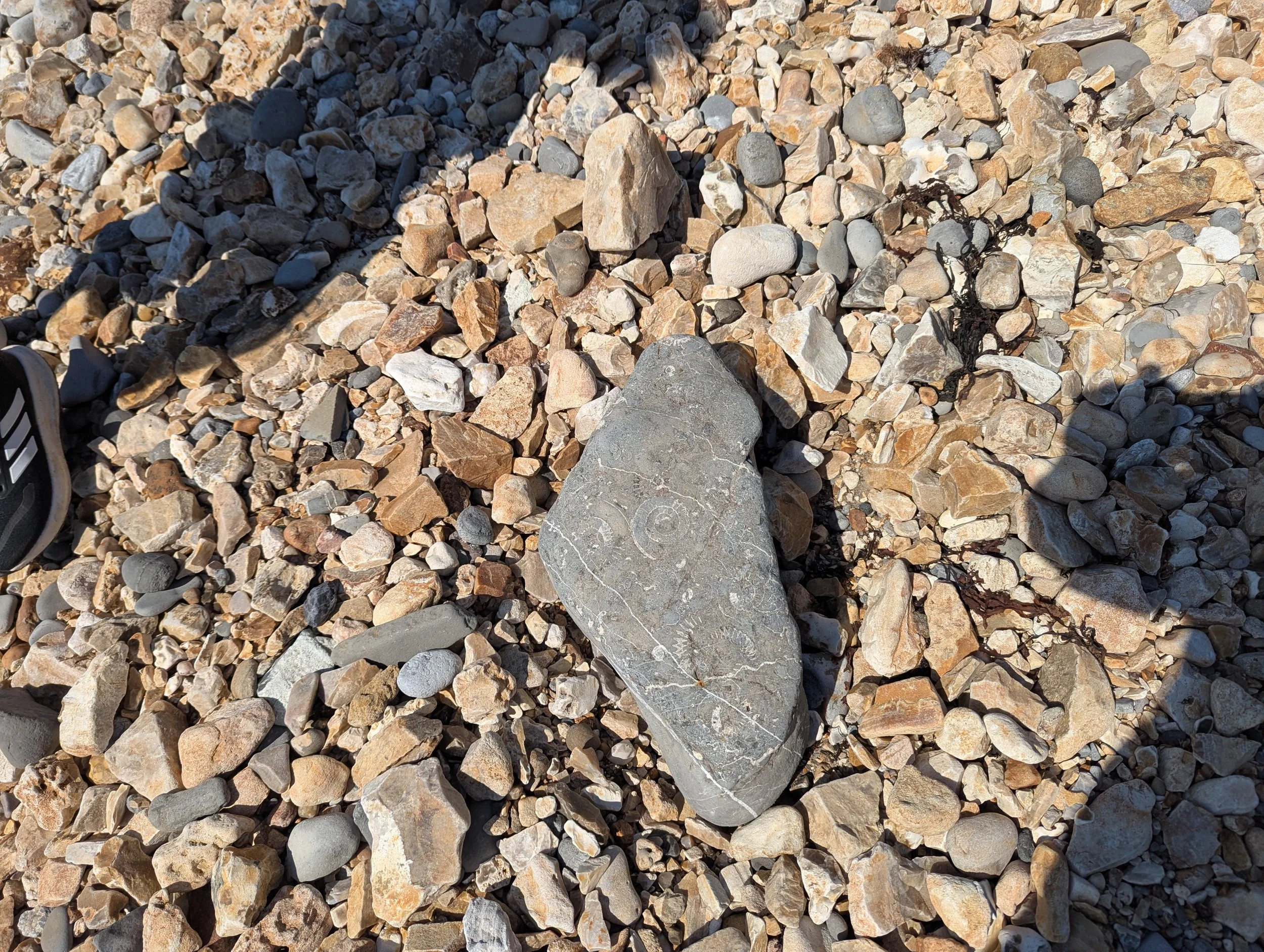 Fossils.jpg