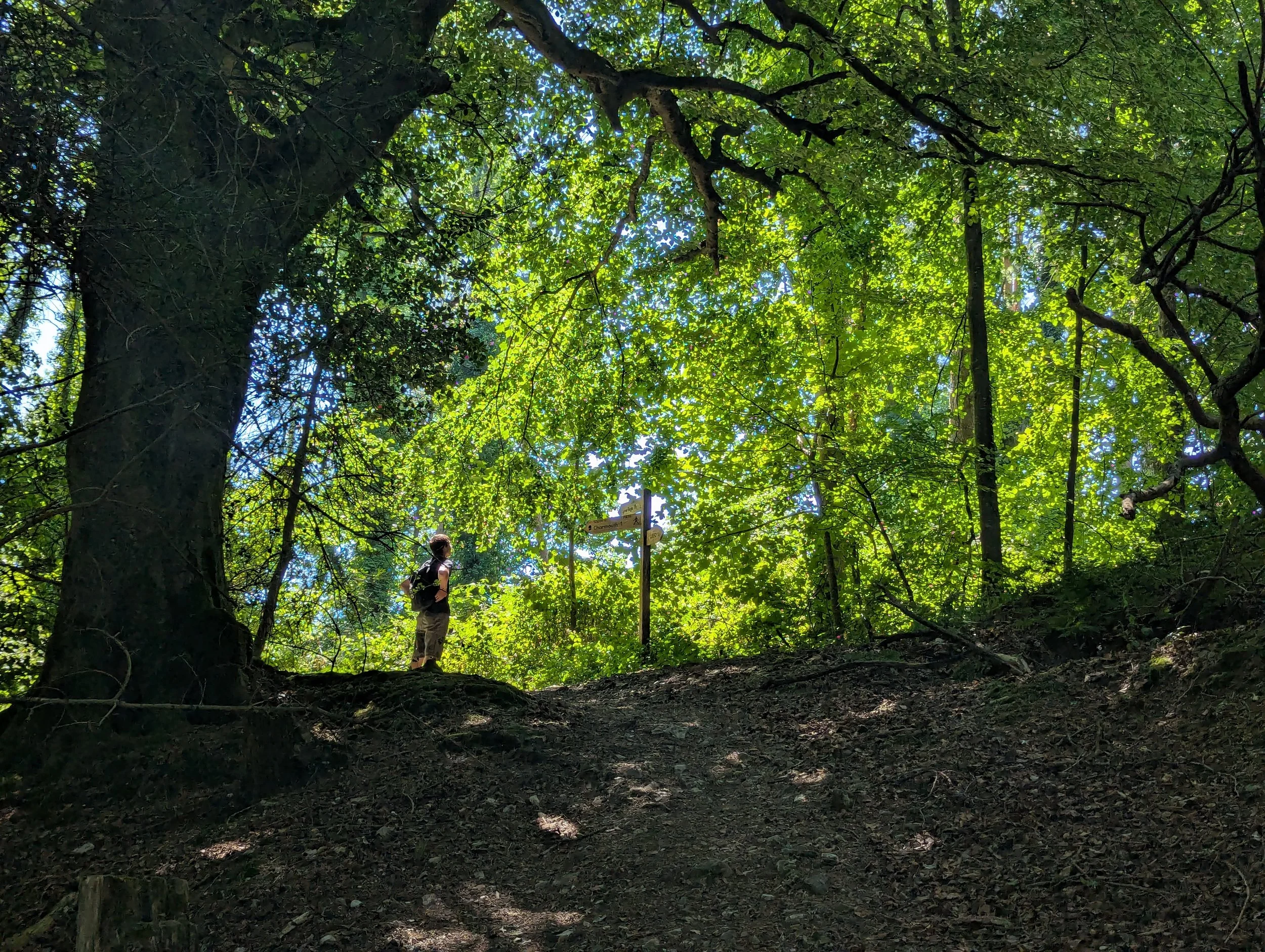 Through the woods.jpg