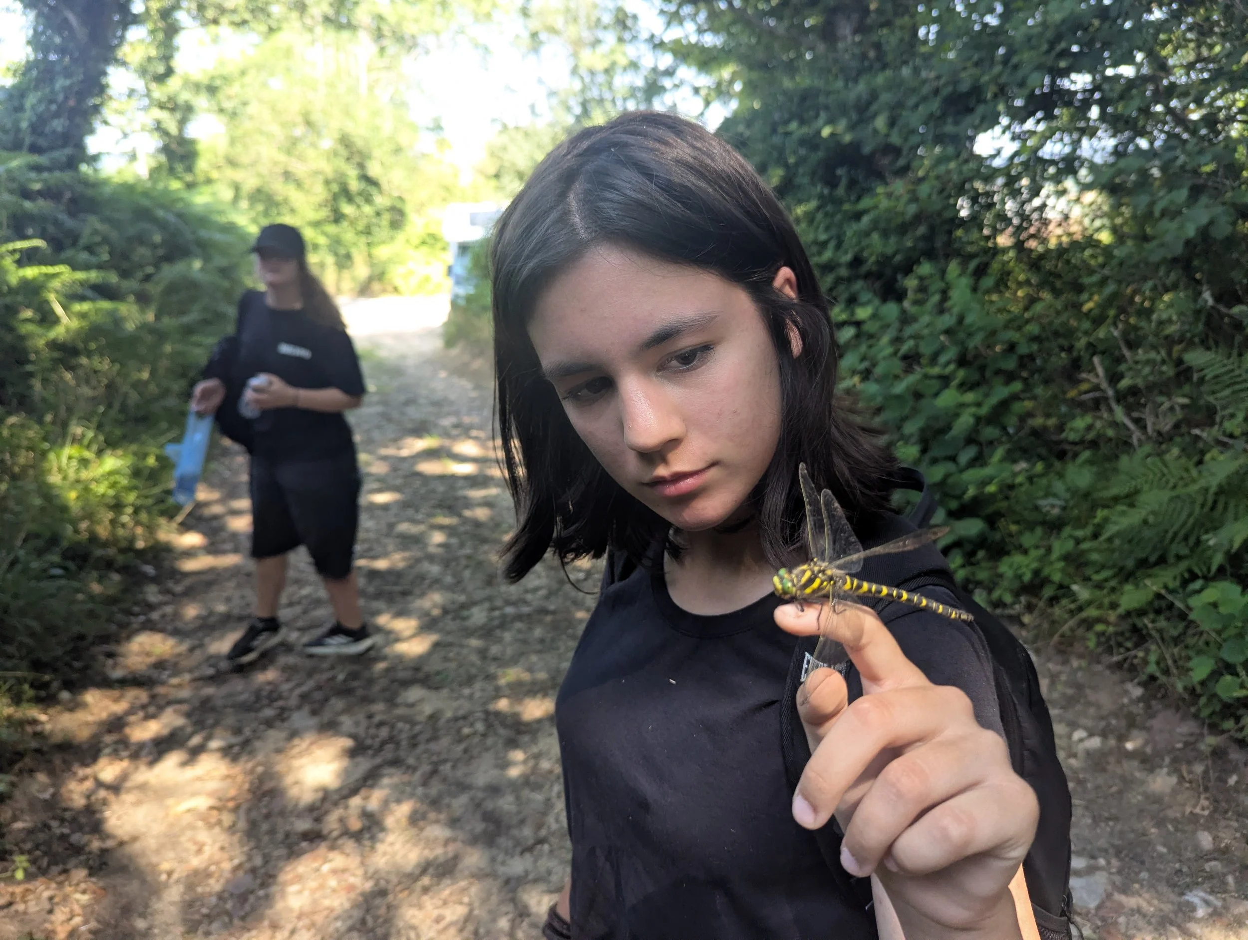 dragonfly taming (2).jpg