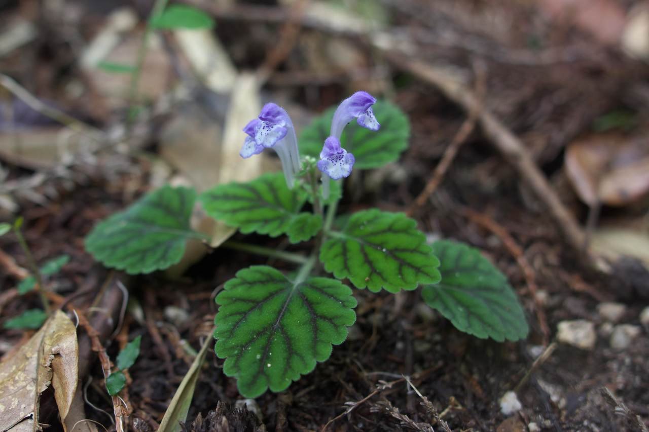 Scutellaria_laeteviolacea_Y6.jpg