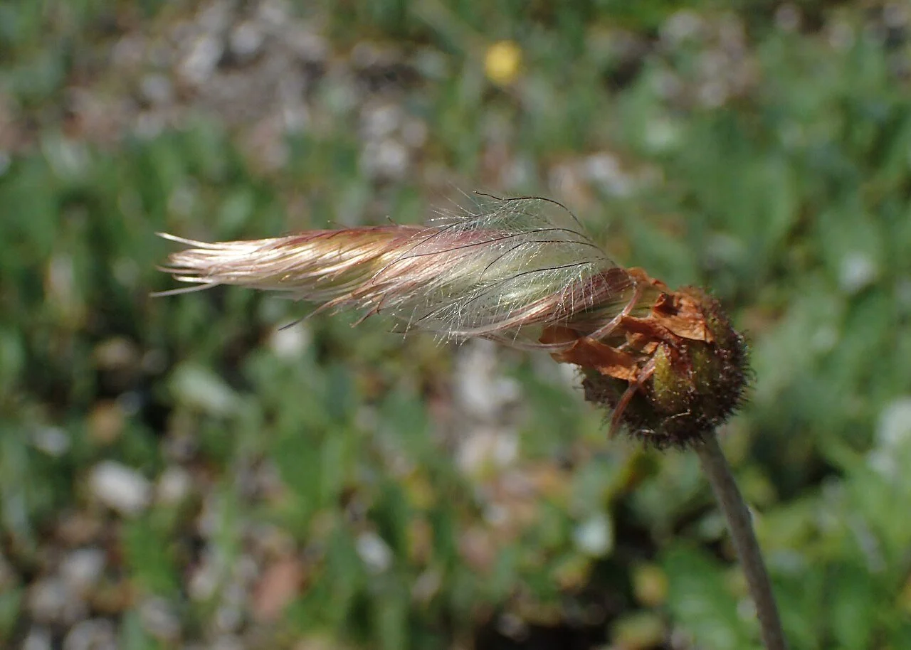 Dryas_drummondii_kz03.jpg