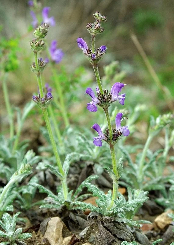 Salvia_canescens_6620.jpg