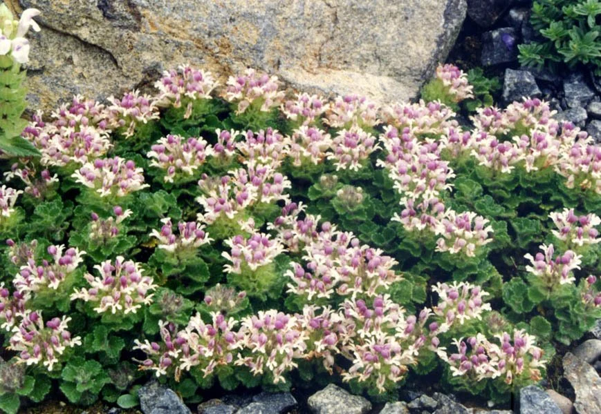 Teucrium_pyrenaicum_3.jpg