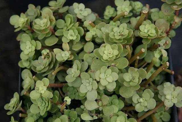 Sedum_ternatum_2zz.jpg