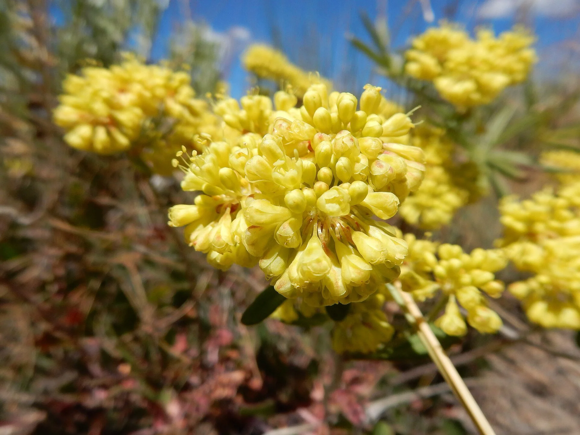 Eriogonum_umbellatum_umbellatum_-_28467209510.jpg