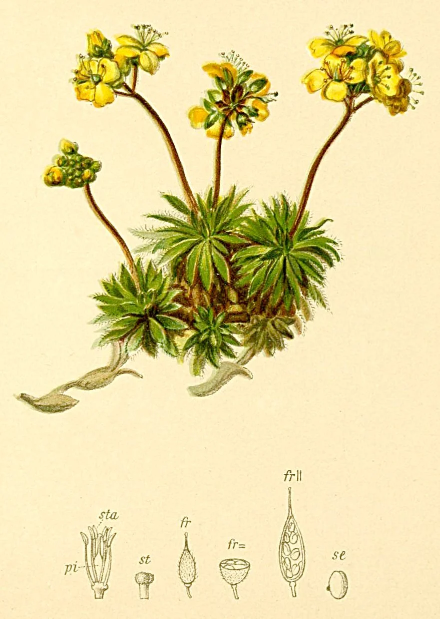 Draba_aizoides_Atlas_Alpenflora.jpg