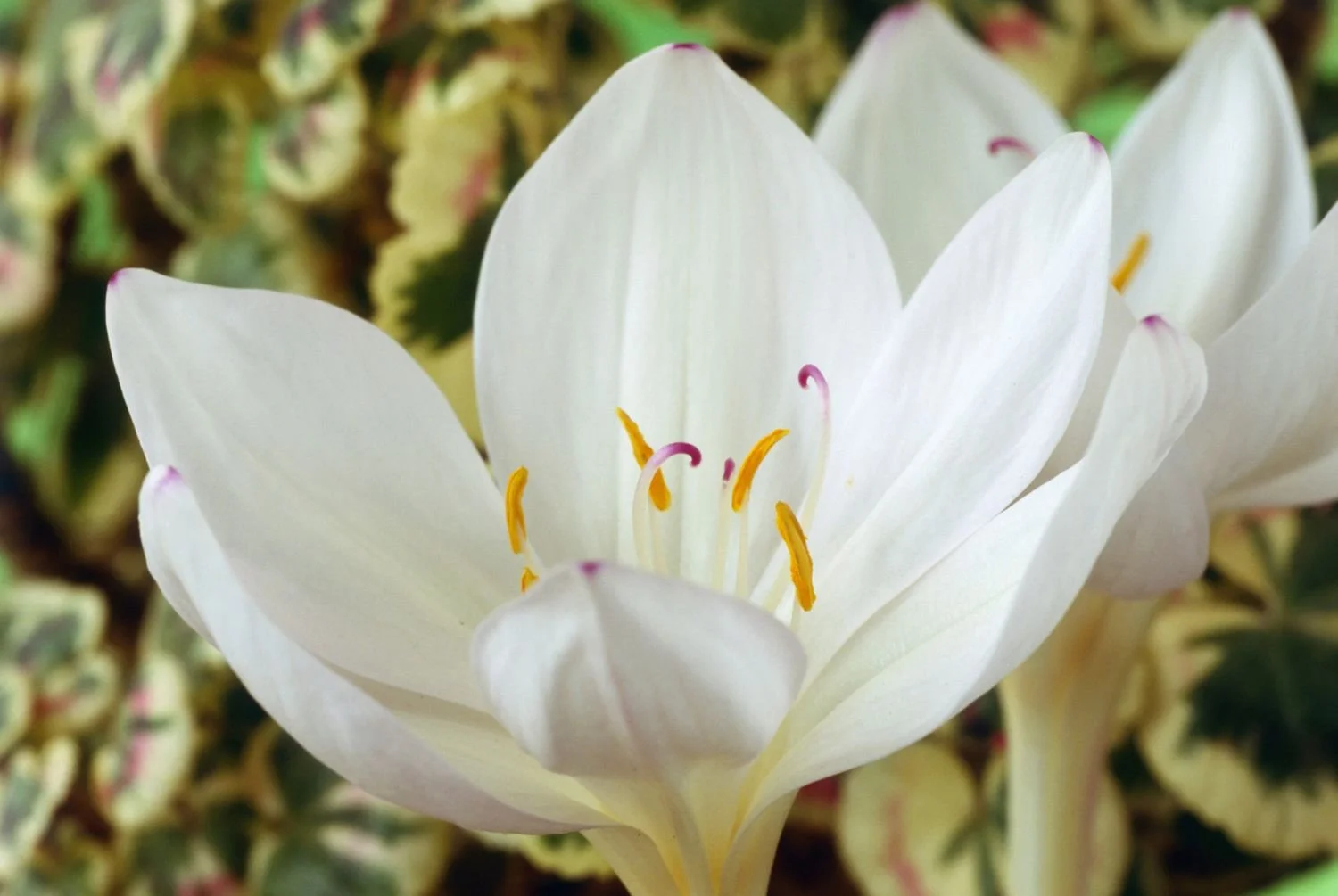 colchicum x byzantinum album.jpg