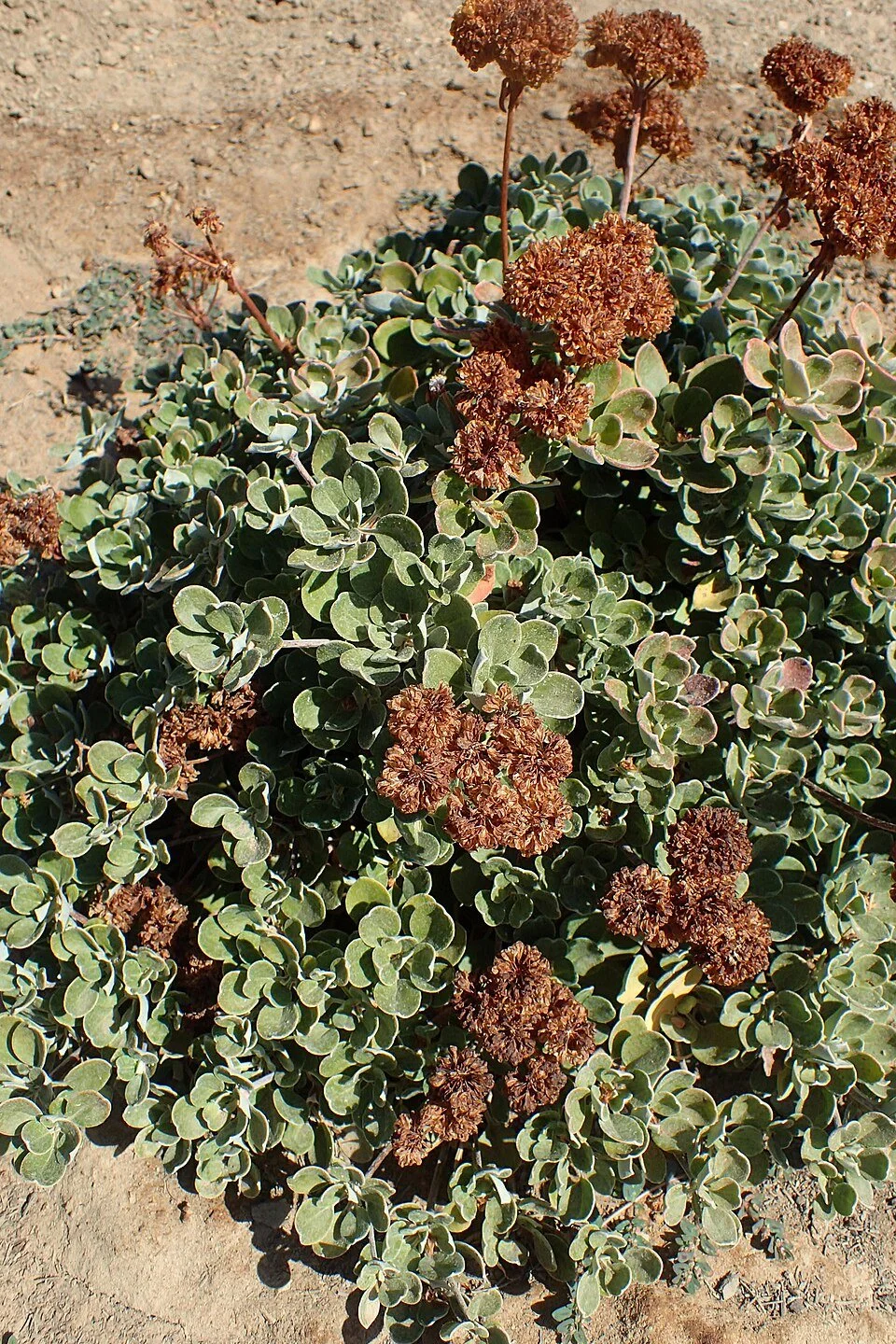Eriogonum_umbellatum_kz3.jpg