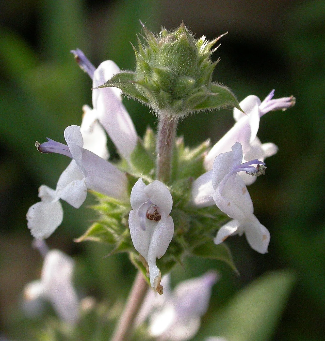 Salvia_mellifera_flowers_2003-03-12.jpg