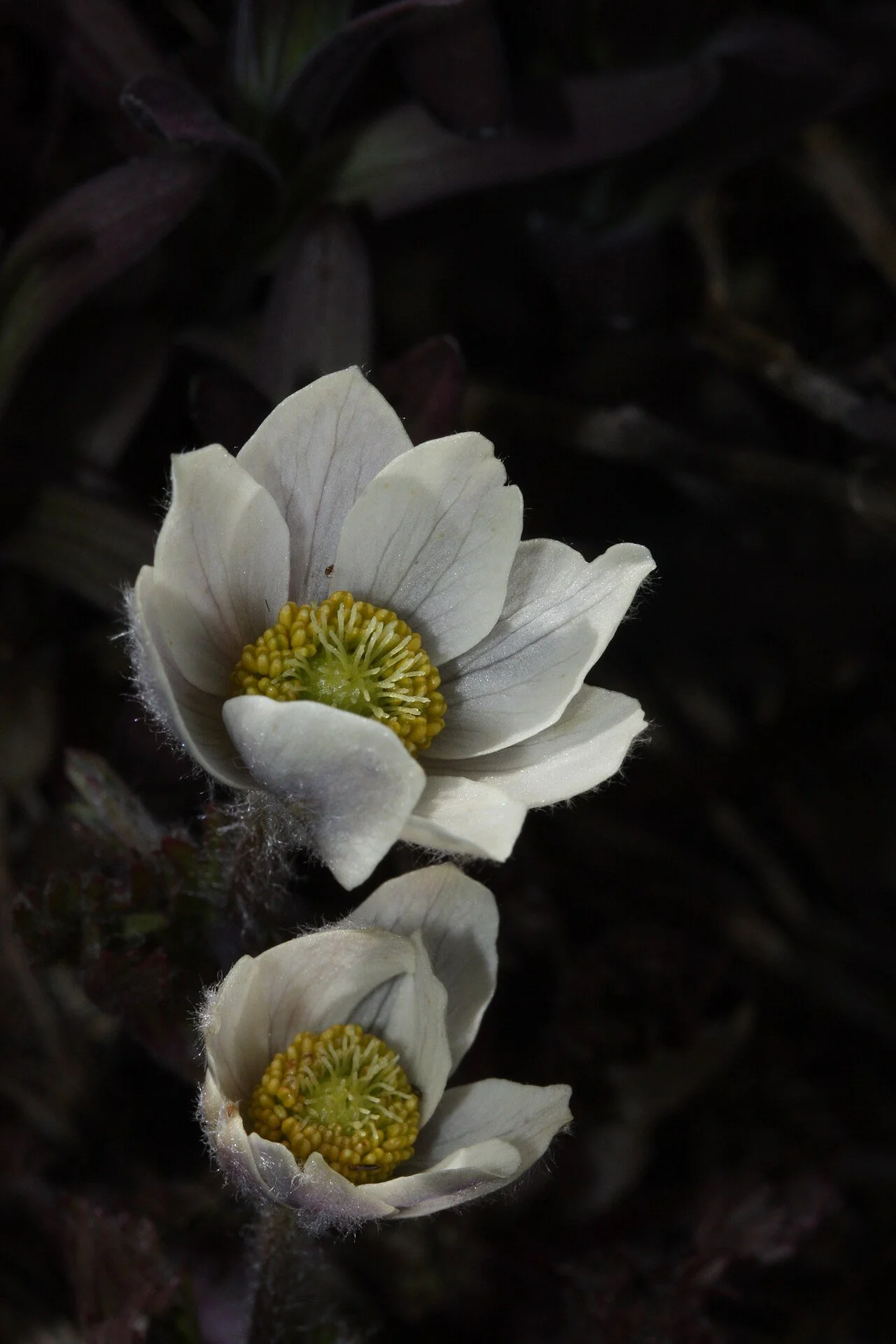 Anemone_drummondii_7905.JPG
