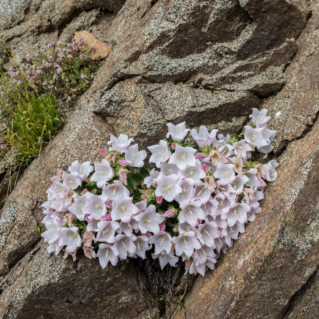 Campanula chorhuensis