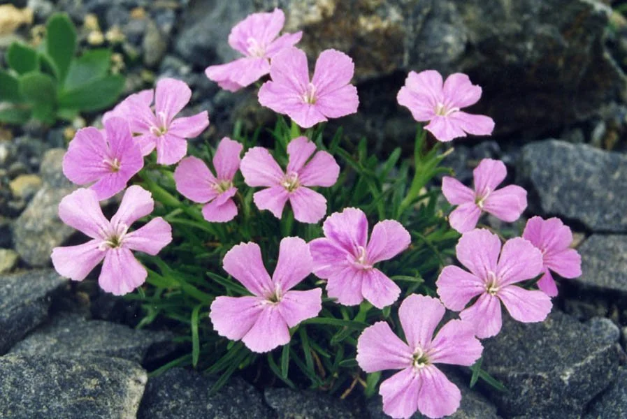 Dianthus_glacialis_1.jpg