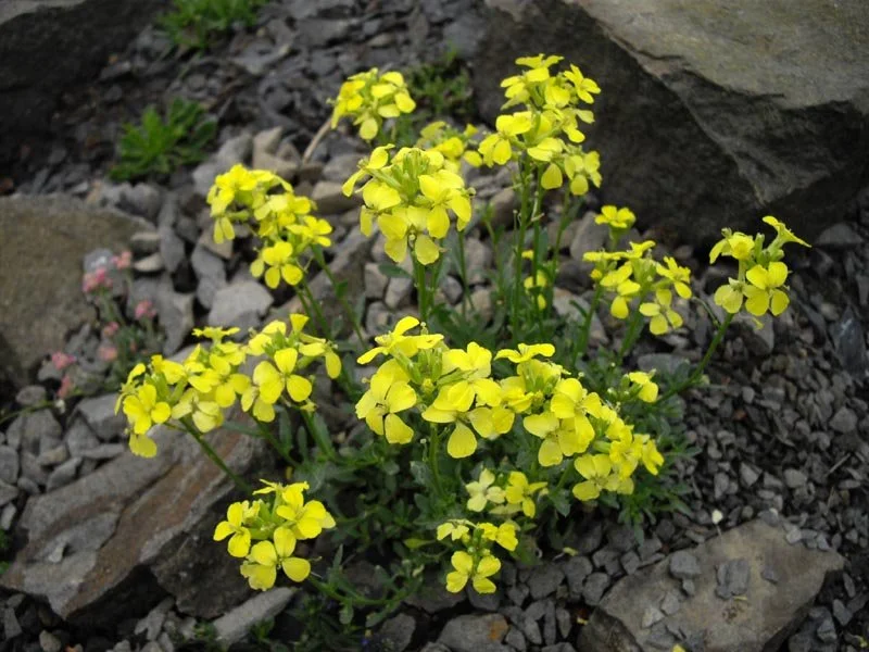 Erysimum kotschyanum