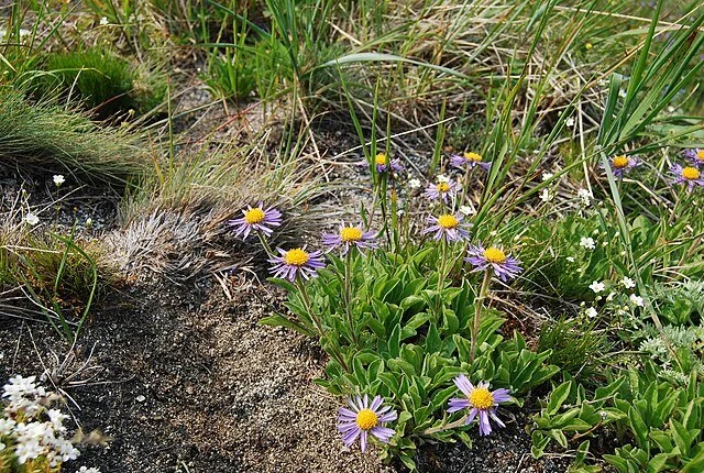 Alpine_Aster_115390071.jpg