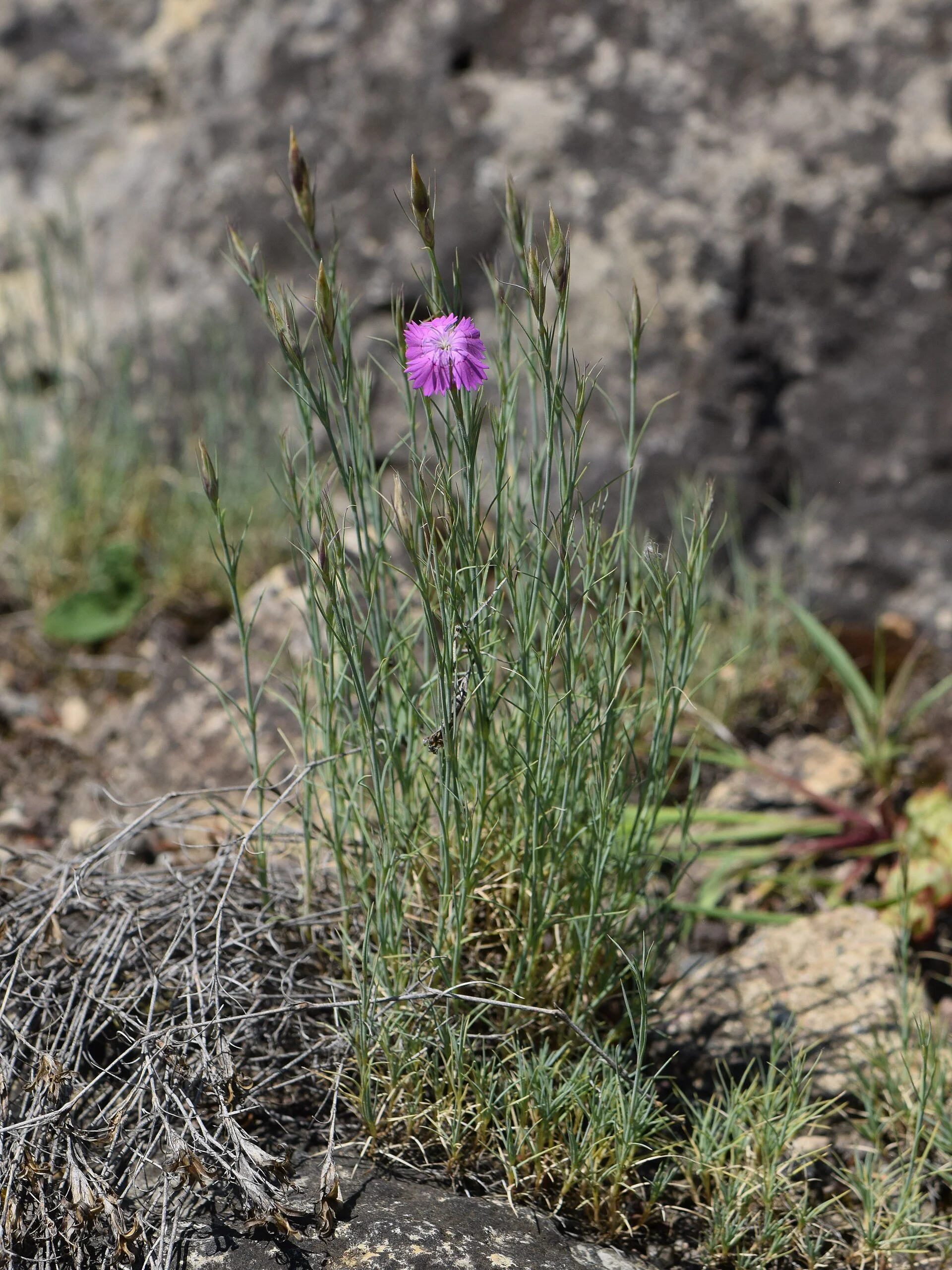 1920px-Dianthus_nardiformis_kz02.jpg