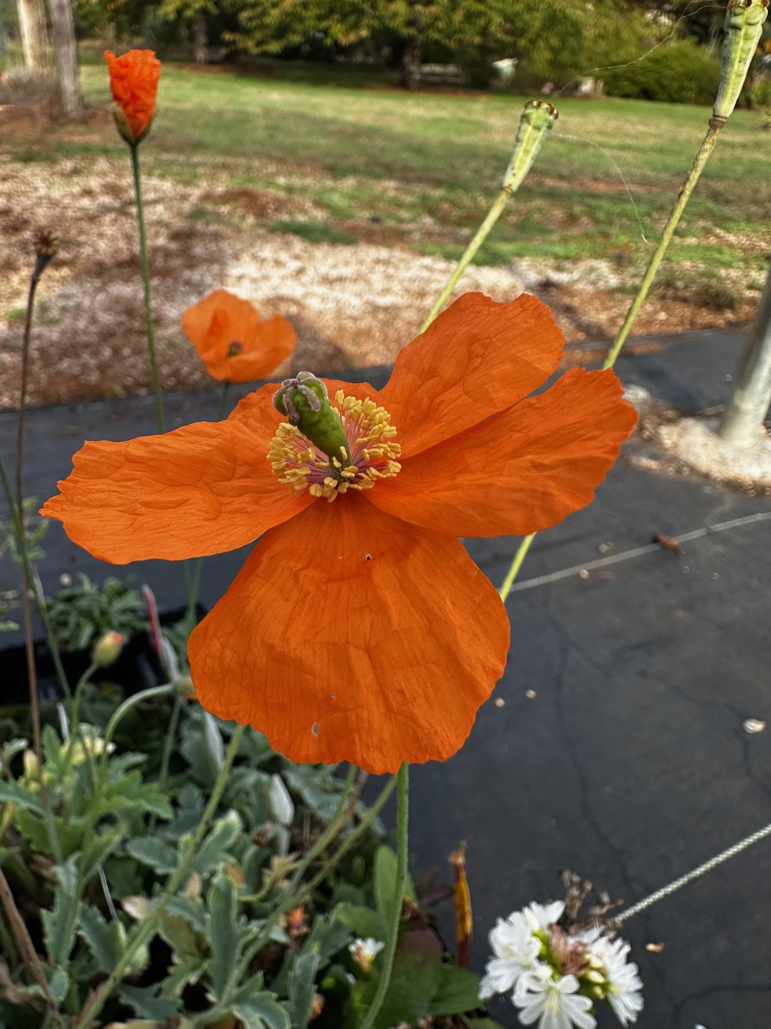 Papaver poppovii