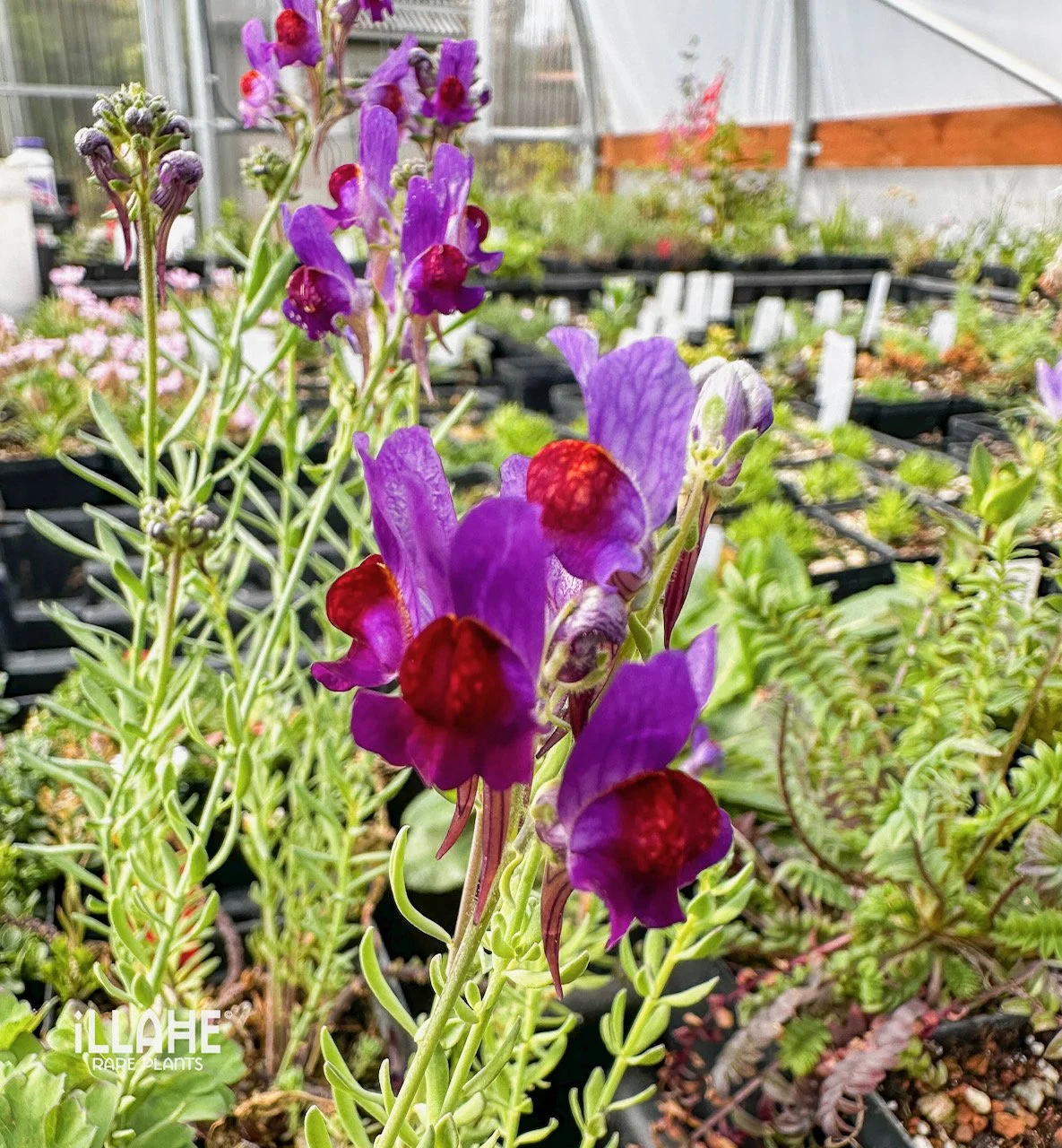 skunk cabbage-12.JPG