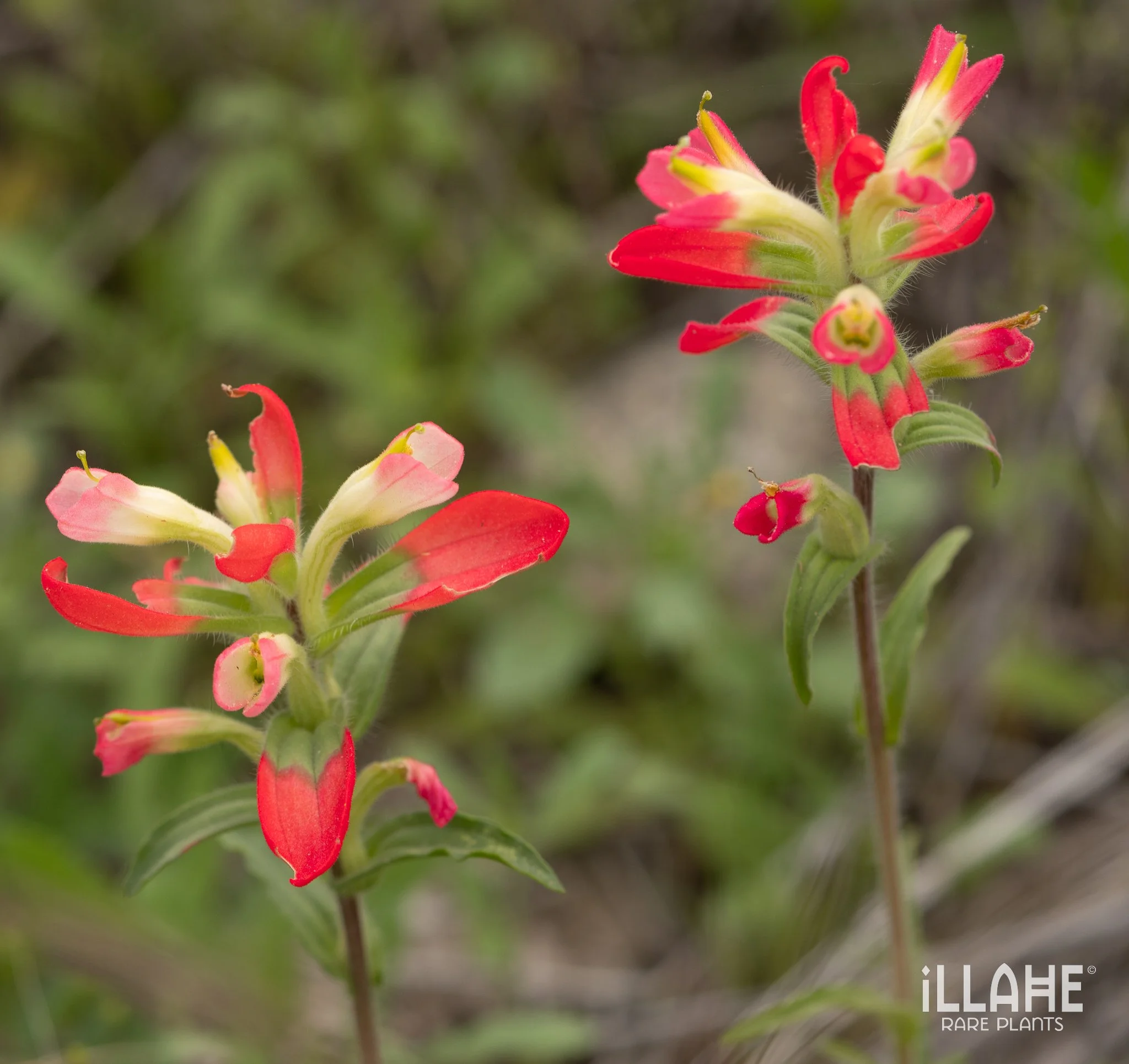 The Castilleja were making quite the show