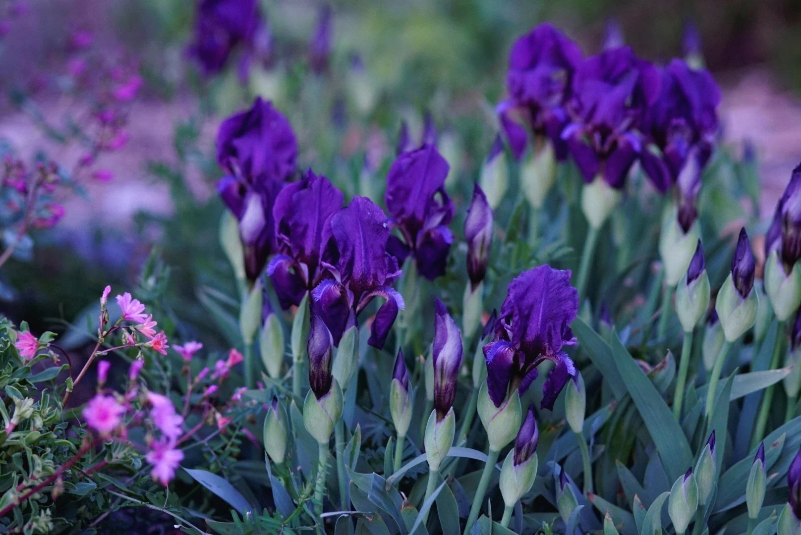 iris+reichenbachii.jpg