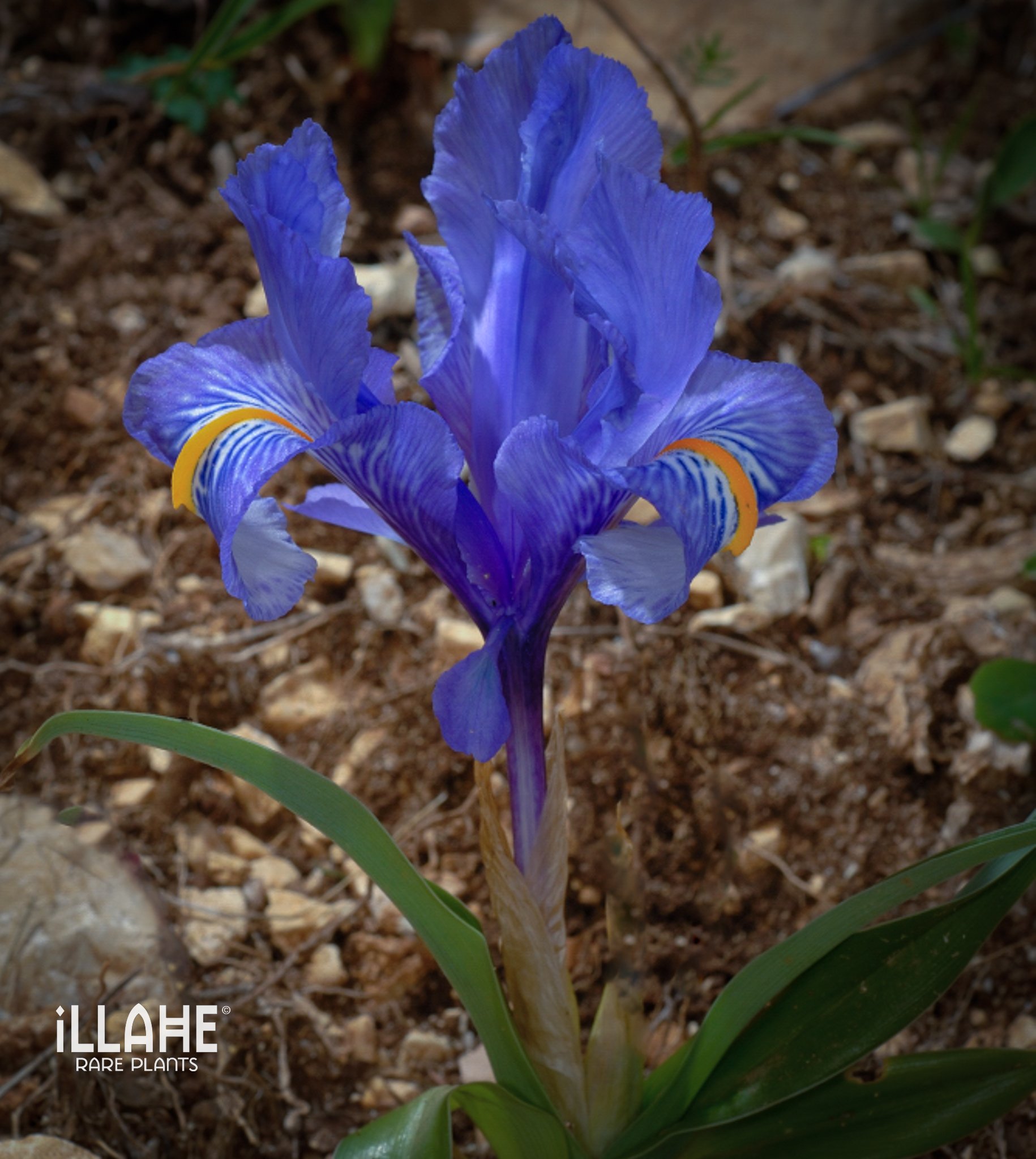 iris planifolia-2.jpg