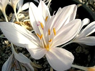 Colchicum+byzantinum+%27Album%27+%282%29.jpg