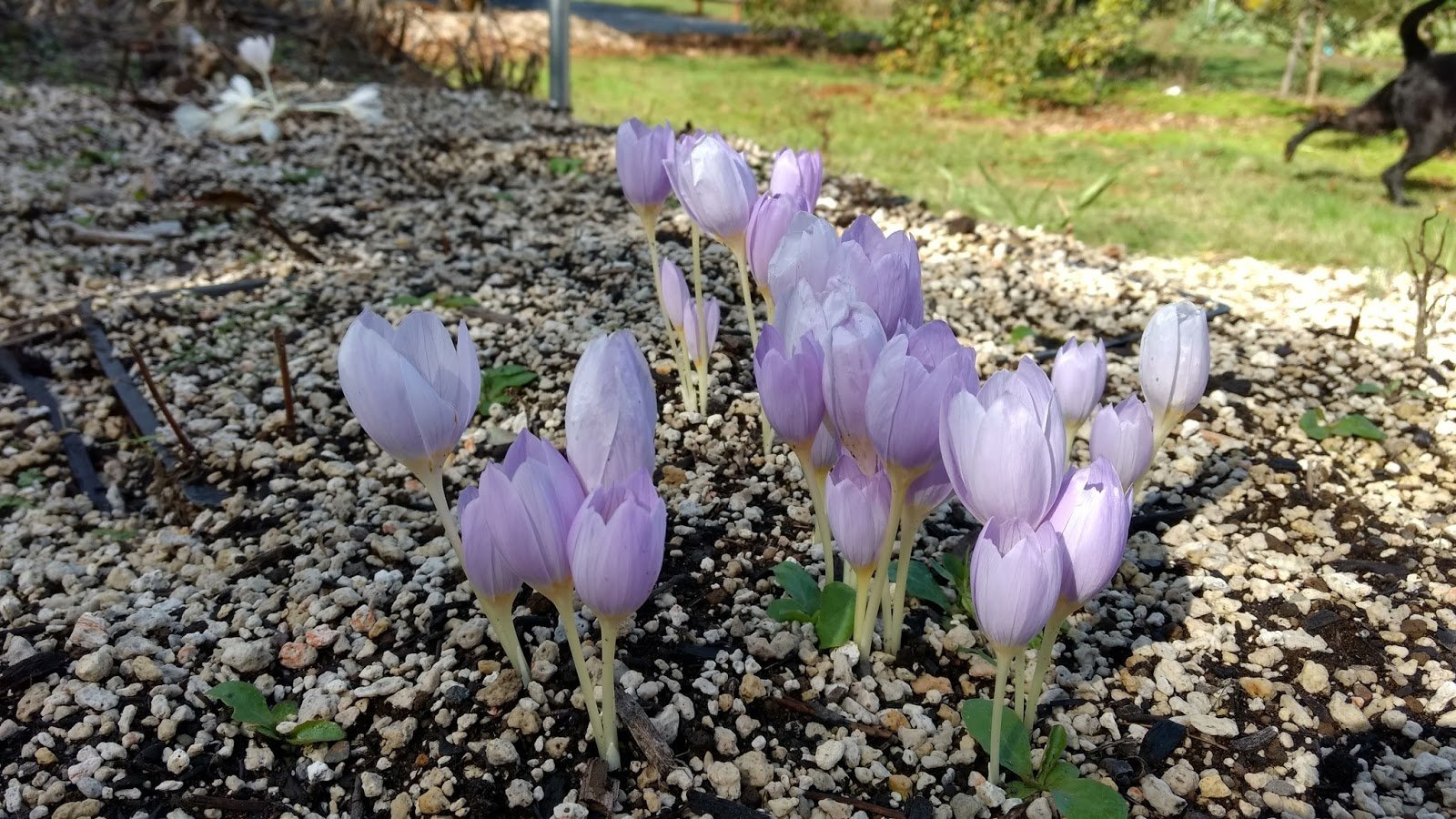 crocus kotshcyanus reliant.jpg
