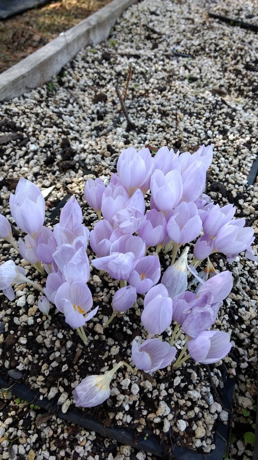 crocus kotshcyanus reliant2.jpg