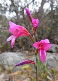 gladiolus illyricus.jpg