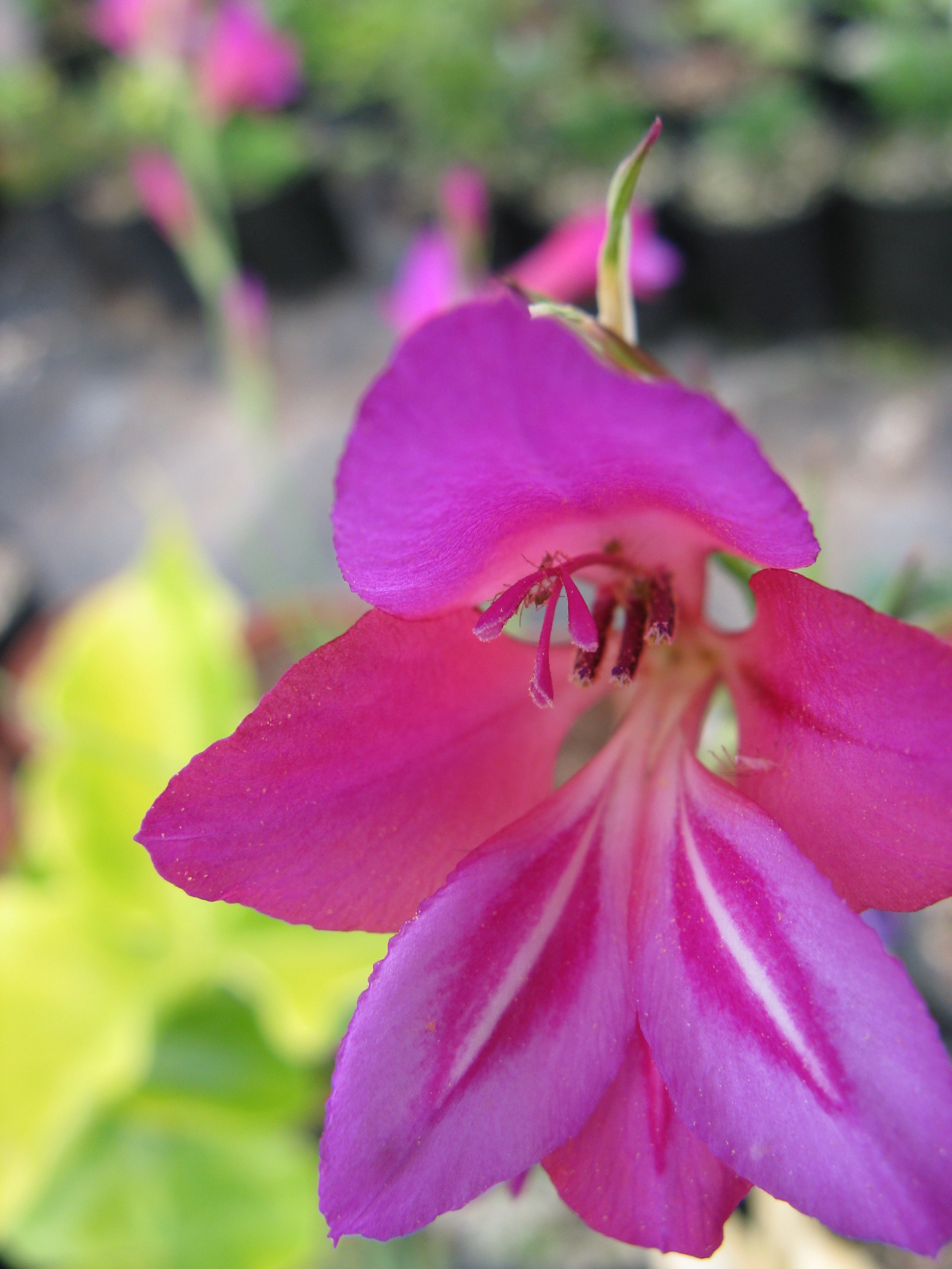 Gladiolus illyricus
