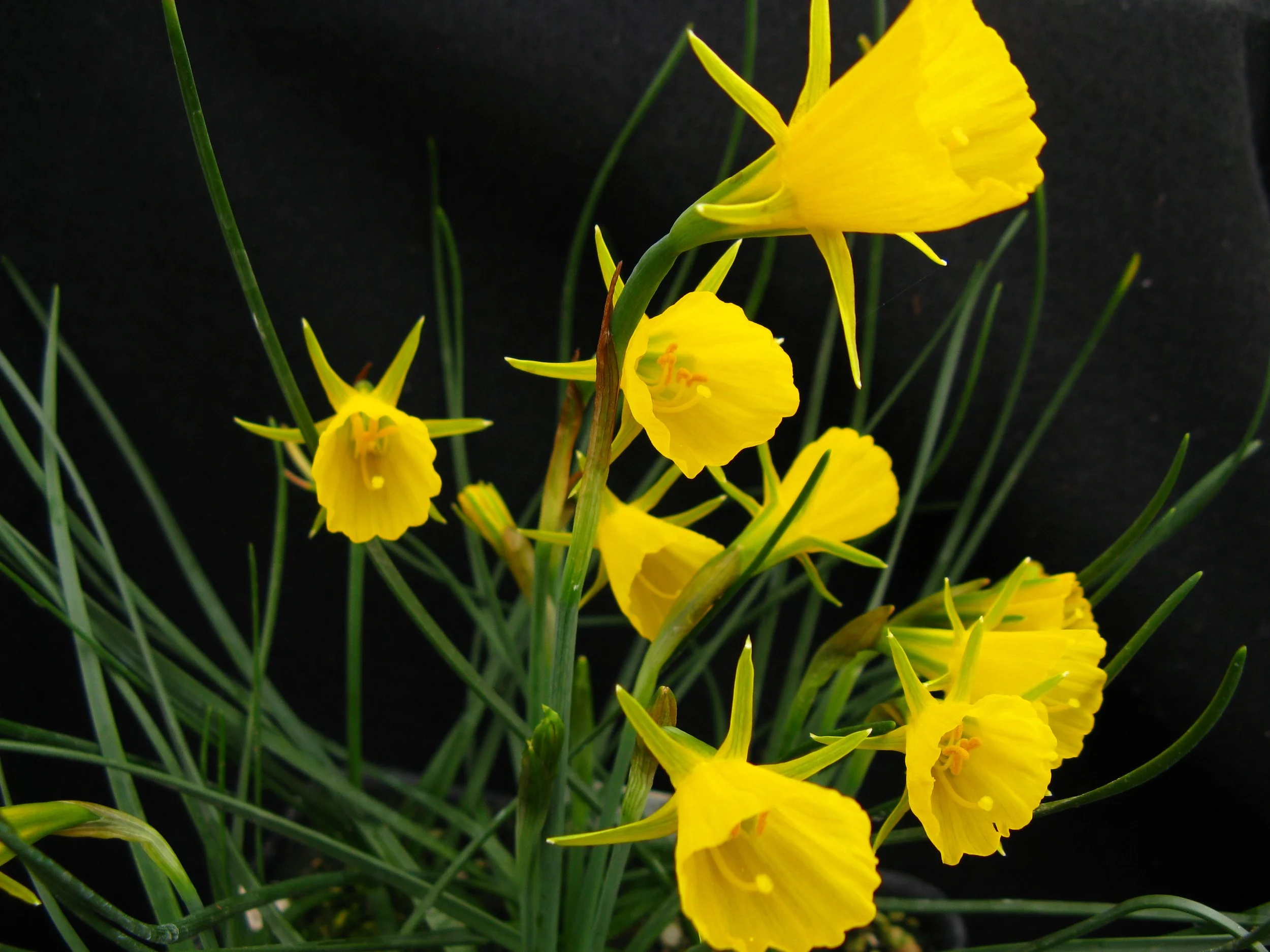 narcissus x odorus bulbs for sale — Illahe Rare Plants