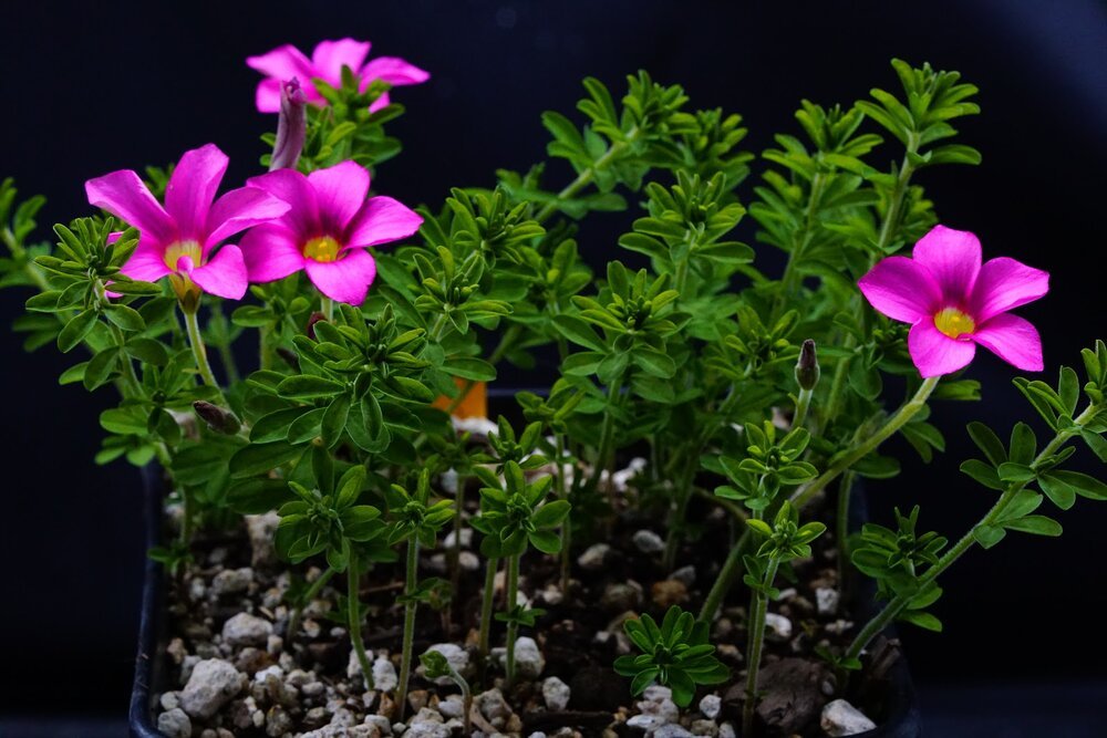 oxalis hirta.jpeg