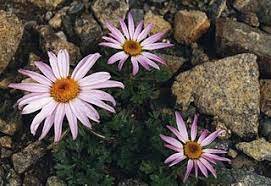 chrysanthemum weyrhichii2.jpg