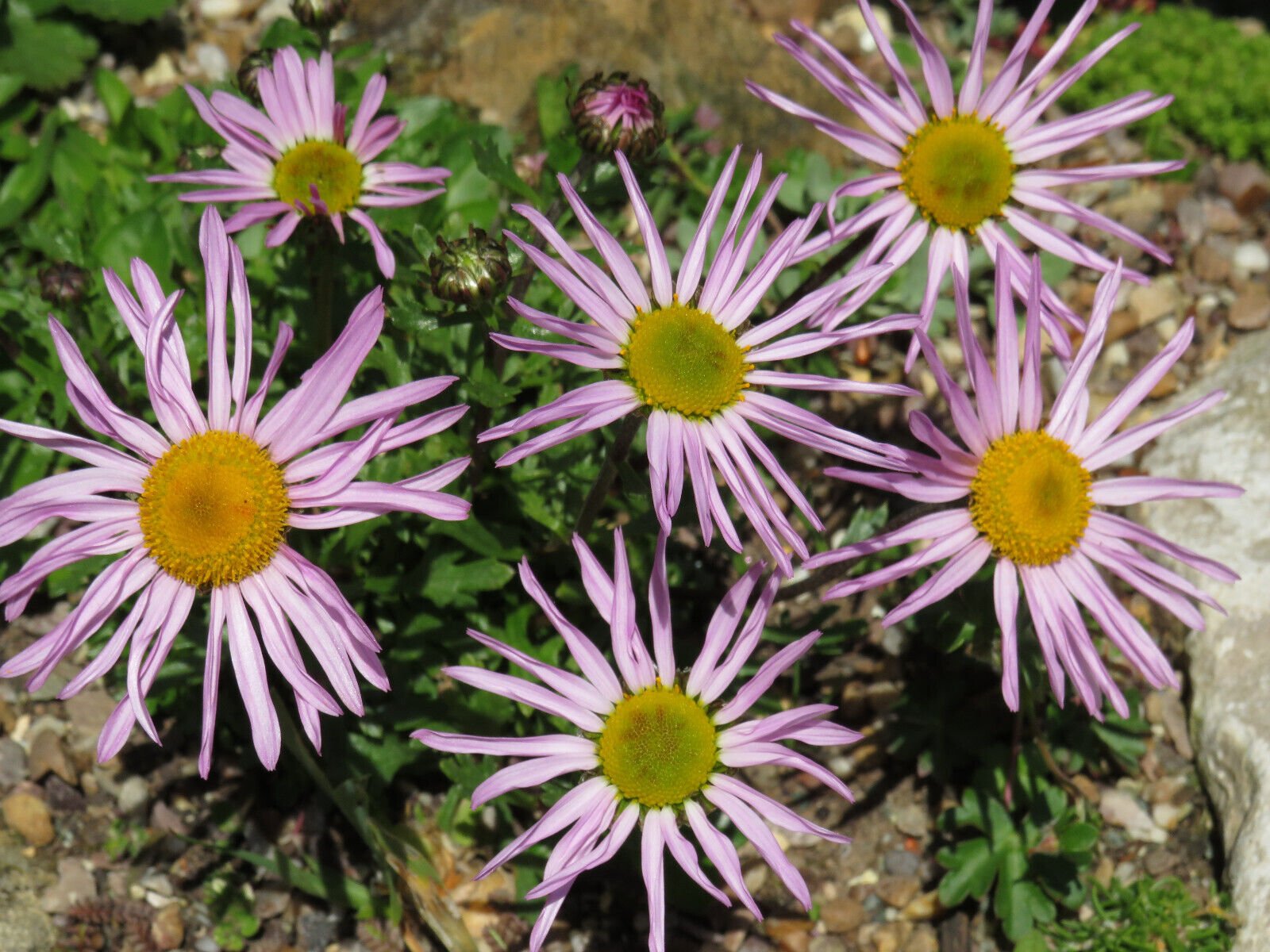 chrysanthemum weyrhichii.jpg