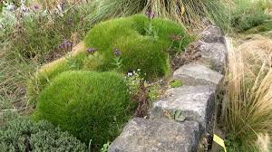 festuca hobbit2.jpg