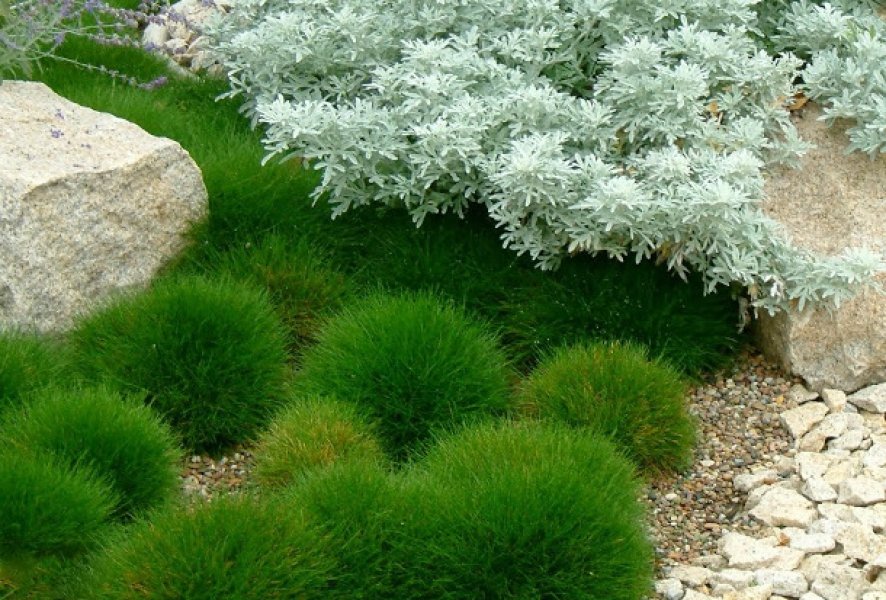 festuca hobbit.jpg