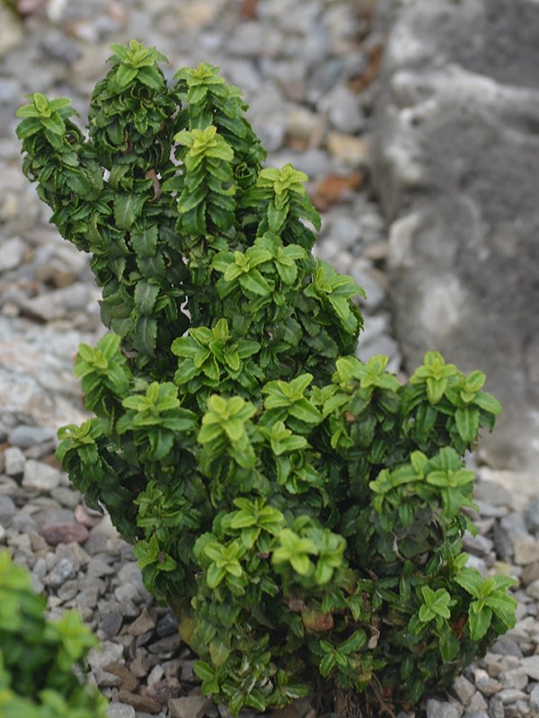 Euonymus-japonicus-Rykojo-cuddy-frm-1.jpg