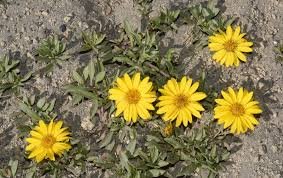 Haplopappus prunelloides