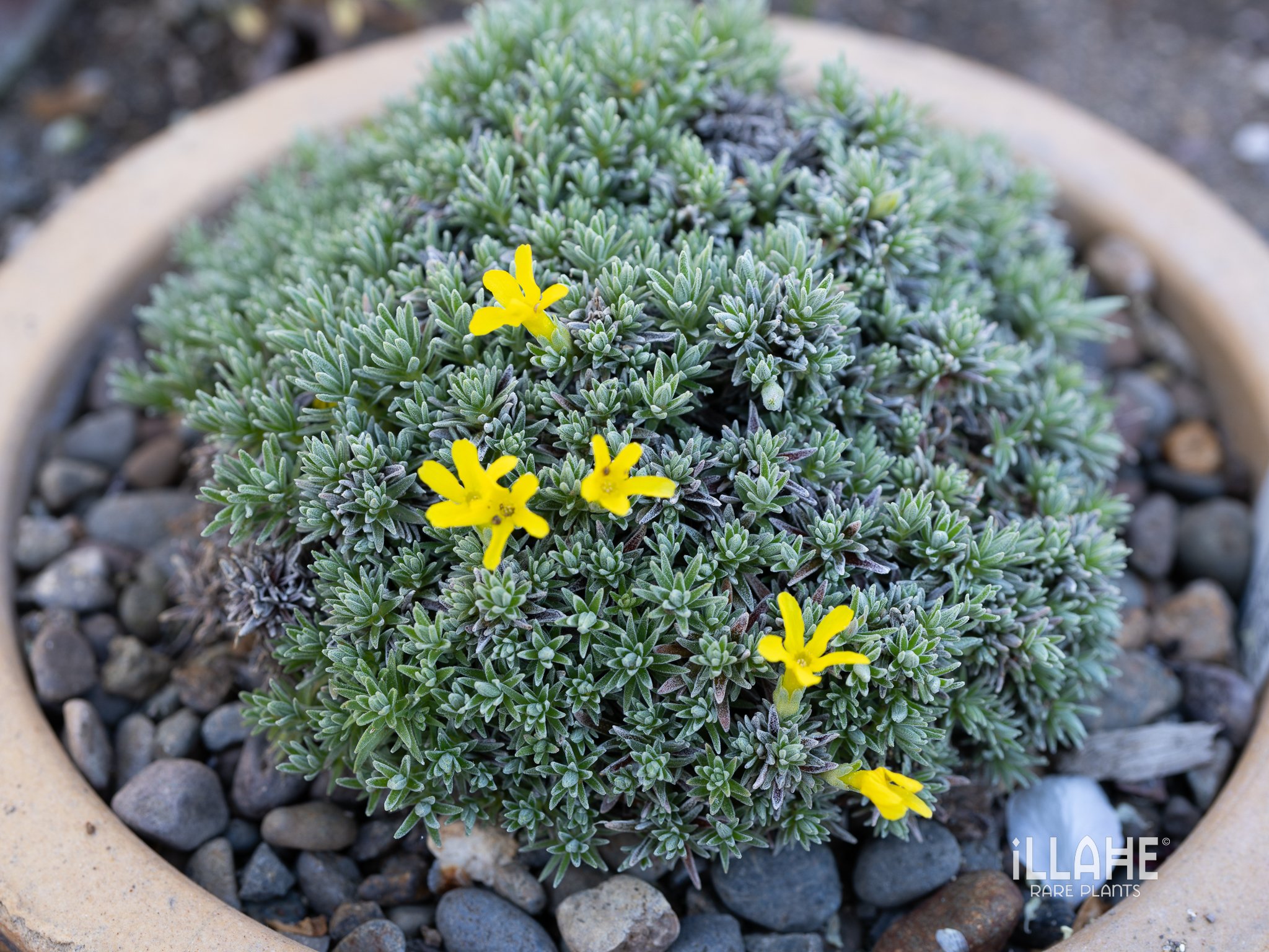 Vitaliana primuliflora