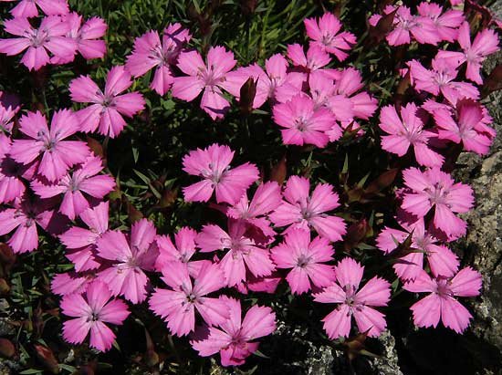 dianthus_pindicola.jpg