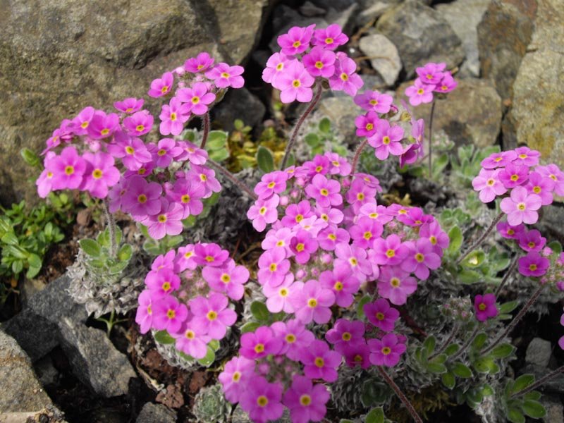 Androsace_sarmentosa_var_watkinsii_1.jpg