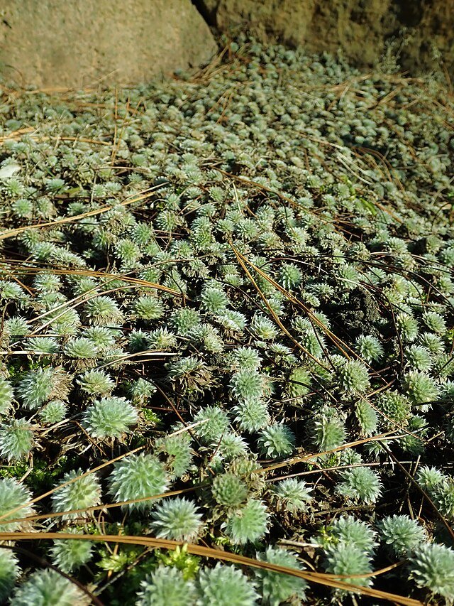 Androsace_sarmentosa_2020-02-08_8267.jpg