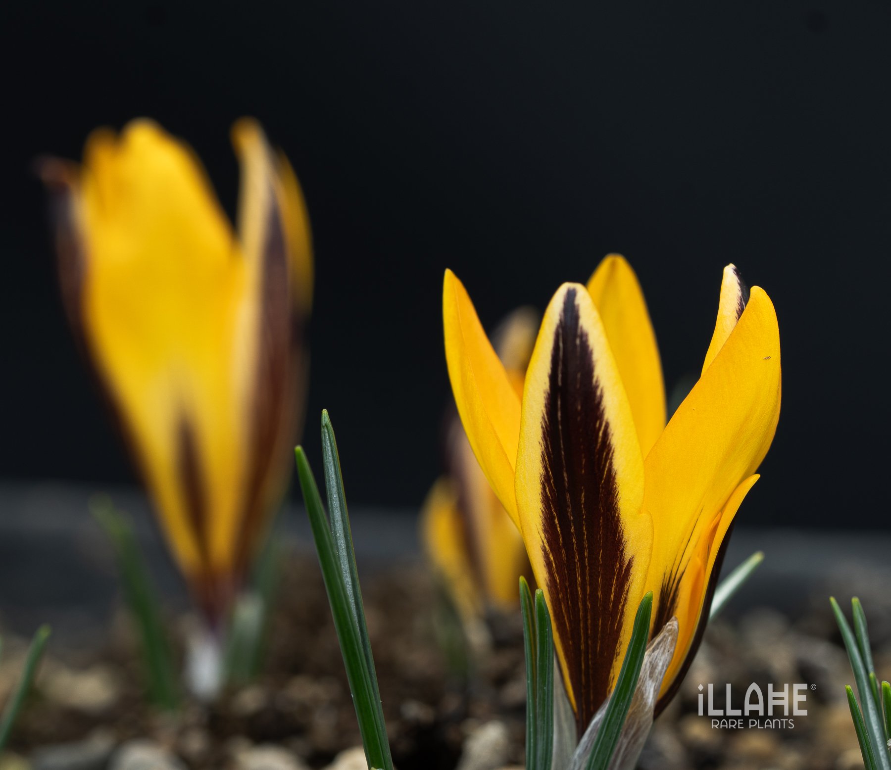 Crocus angustifolius 'basket of gold'