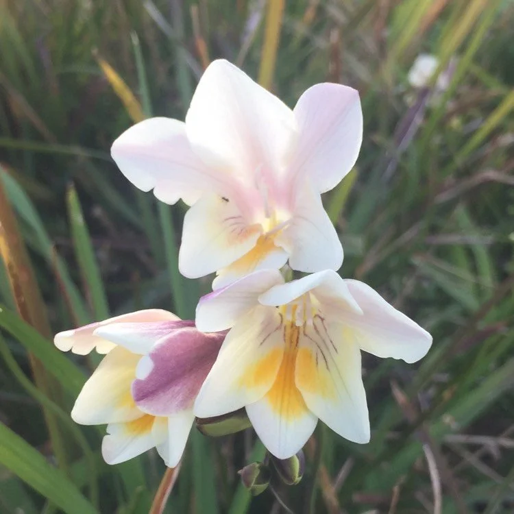 Hardy and Fragrant, Freesia lactea